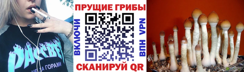 Псилоцибиновые грибы прущие грибы  Купить закладки  Салаир 